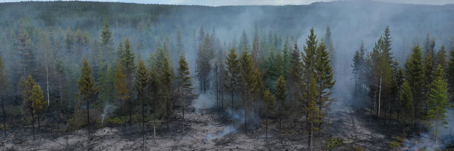 Ennallistamispoltettu metsä.