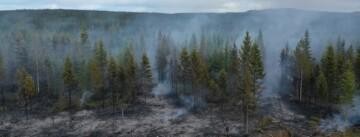 Ennallistamispoltettu metsä.