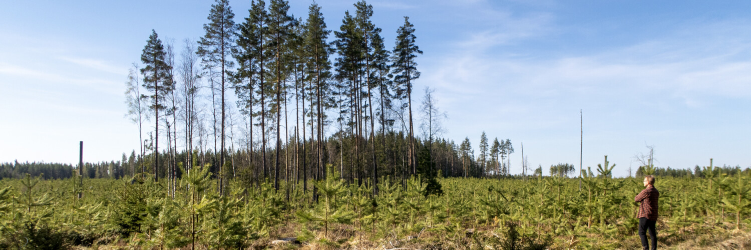 Säästöpuuryhmä taimikon keskellä