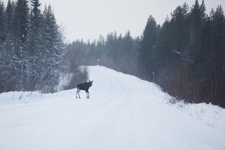 Hirvi ylittämässä tietä talvella.