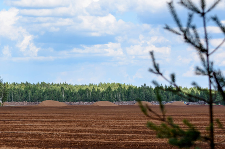 Turvesuo metsän keskellä