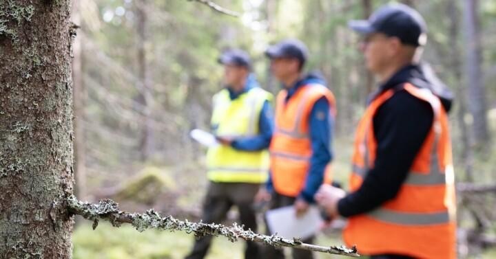 Kuva on kohdentunut etualan puuhun, taustalla näkyy sumeasti kolme huomioliivistä henkilö metsäympäristössä.