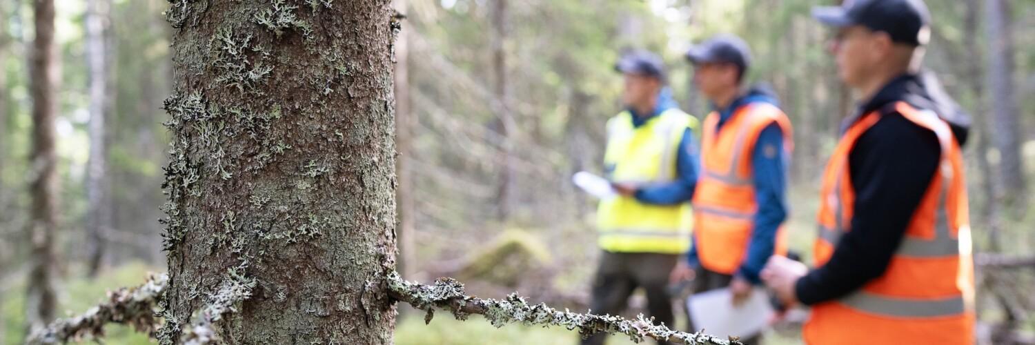 Kuva on kohdentunut etualan puuhun, taustalla näkyy sumeasti kolme huomioliivistä henkilö metsäympäristössä.
