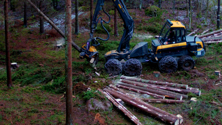 Metsäkone kaatamassa puuta. Vieressä kaadettuja ja mittaan pätkittyjä tukkeja.