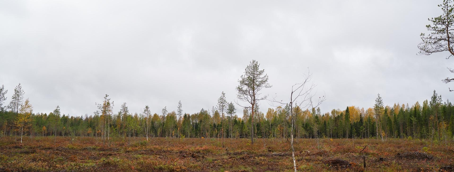 Ennallistettu suo