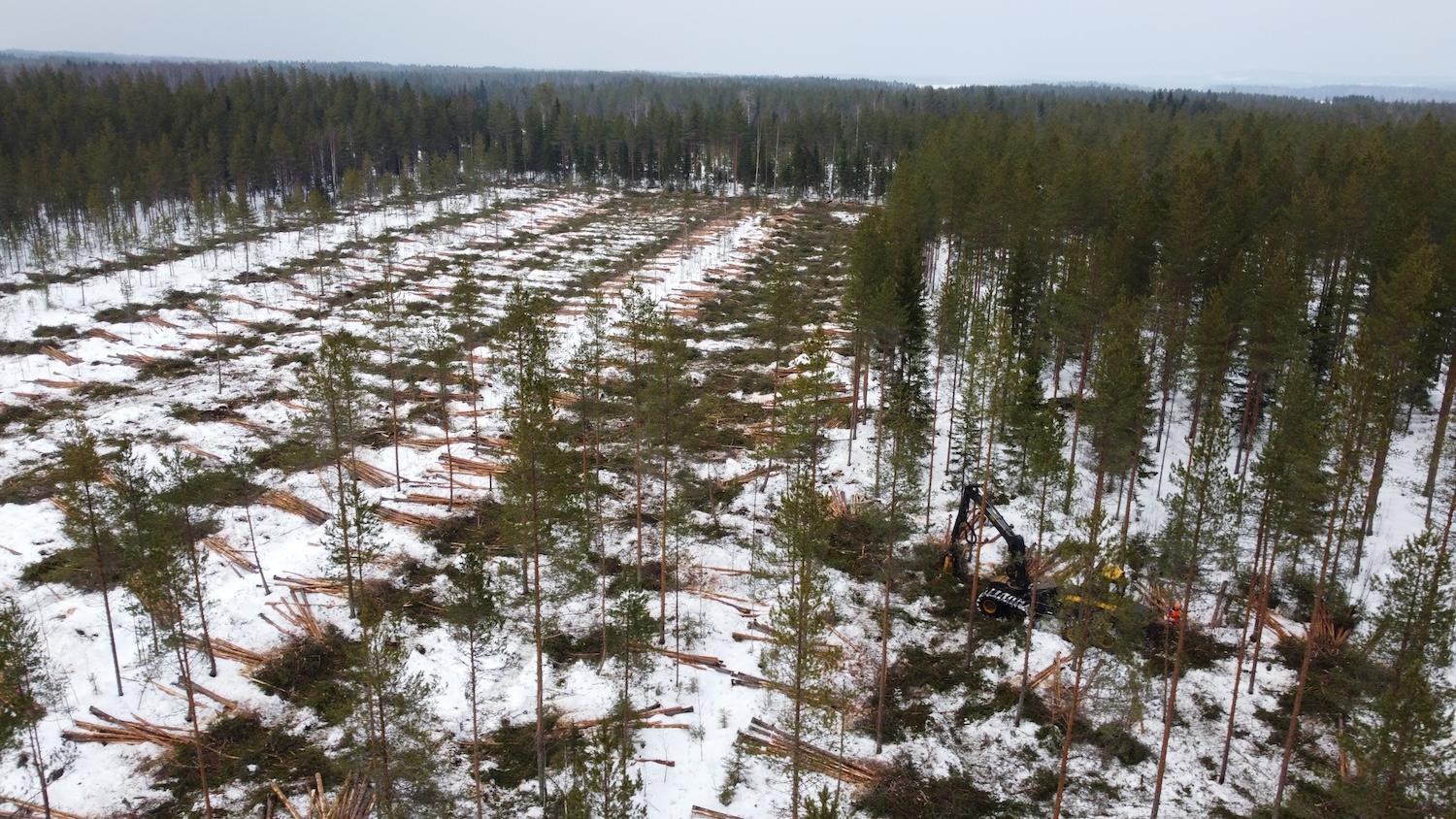Ennallistettavalla suolla on toteuttu talvihakkuut ja kaadetut puut ovat rivissä maastossa.