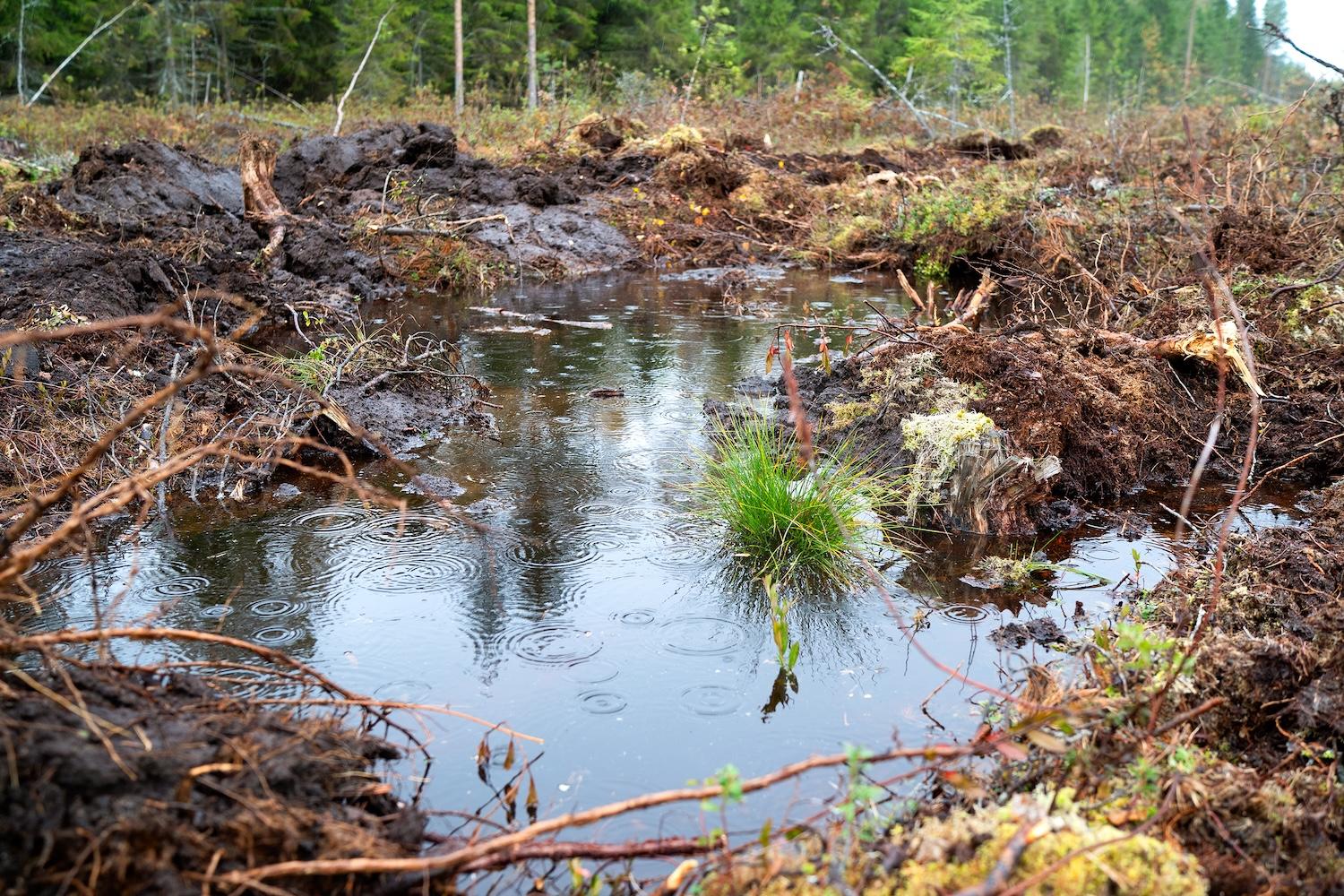 Vesipisaroita ennallistetulle suolle kertyneen lätäkön pinnalla.