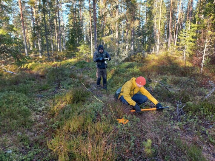 Luomuhakkuu-tutkimuksen väkeä mittailemassa maastossa metsäkoneiden ajouria.