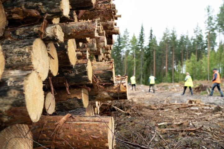 Etualalla tukkipino suomalaisen metsän metsätien varressa.