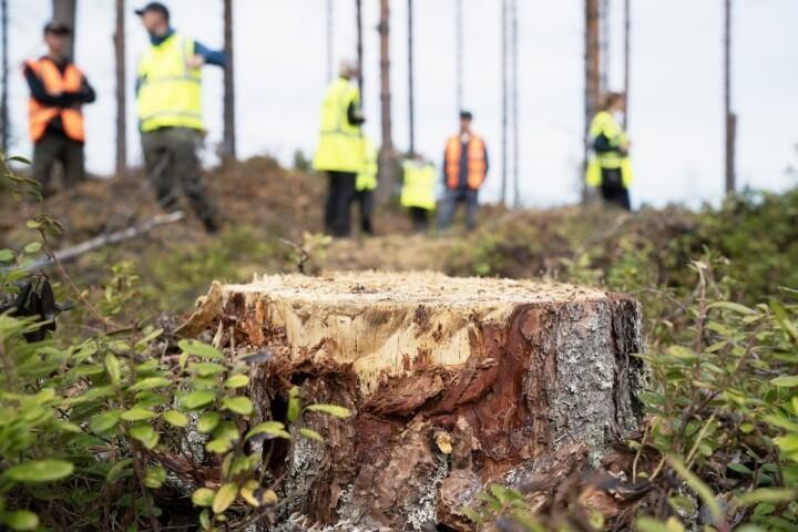 Päätehakkuukohteen etualalla hakkuista jäänyt kanto, taka-alalla huomioliivit päällä ihmisiä.