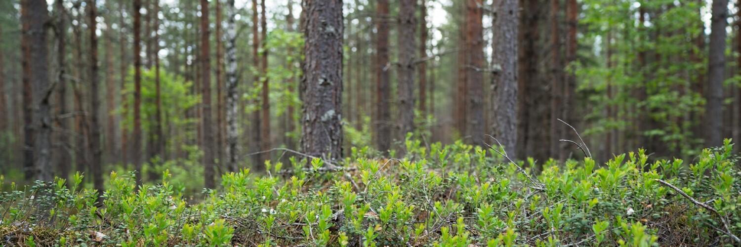 Talousmetsää Suomessa