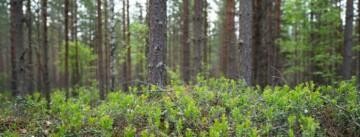 Talousmetsää Suomessa